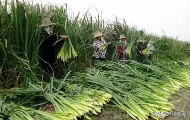 茭白在农村叫什么名字(茭白的特点以及高产的栽培技术)-图片6